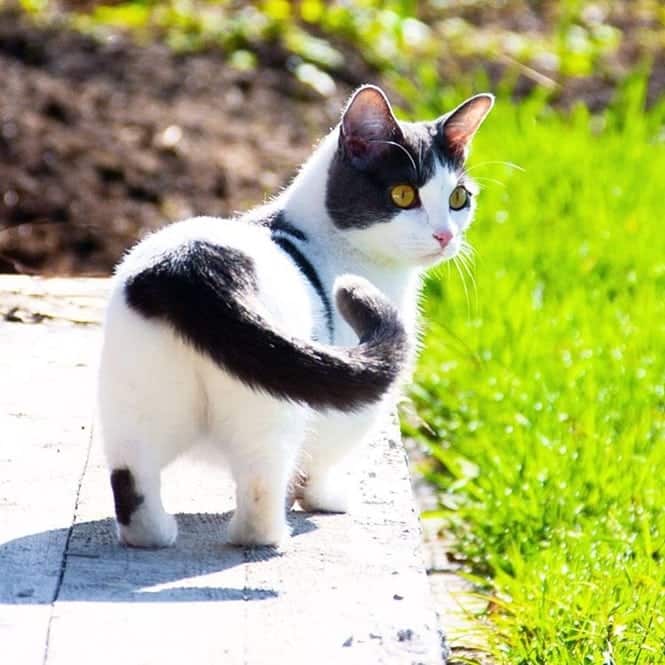 Conheça os Munchkins, raça de gatos que nunca crescem - Segredos do Mundo