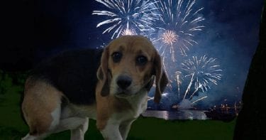 Como proteger seu cão de fogos de artifício o truque do pano