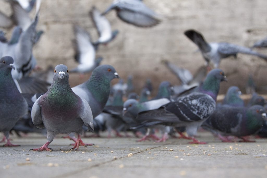 Pombo Caracter Sticas Curiosidades Das Esp Cies E Riscos Sa De