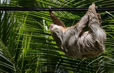 Bicho preguiça Características da espécie e curiosidades