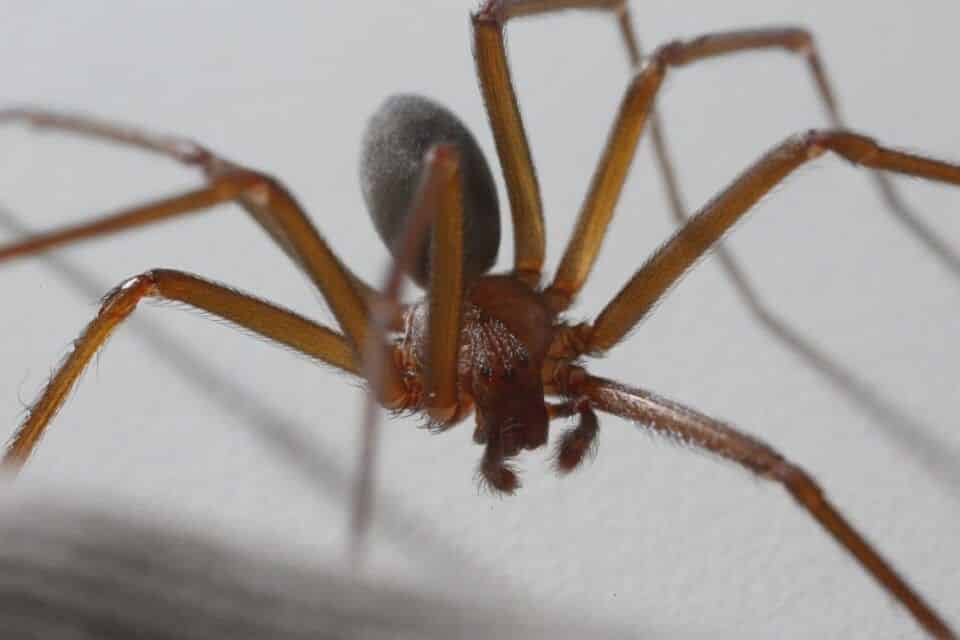 Arquiteta Giovanna Ribeiro Picada De Aranha Quais Fazem Mal E O Que