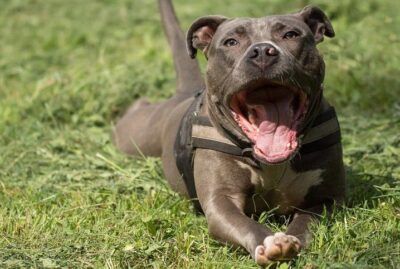 Cachorros Mais Perigosos E Bravos Do Mundo