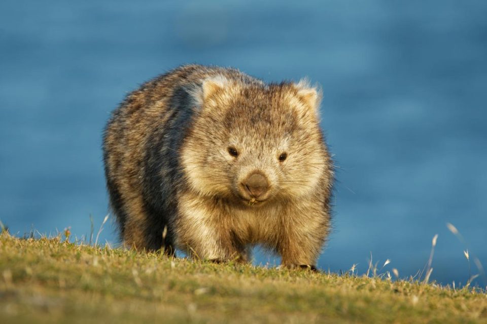 25 curiosidades sobre a Austrália que todo mundo precisa saber