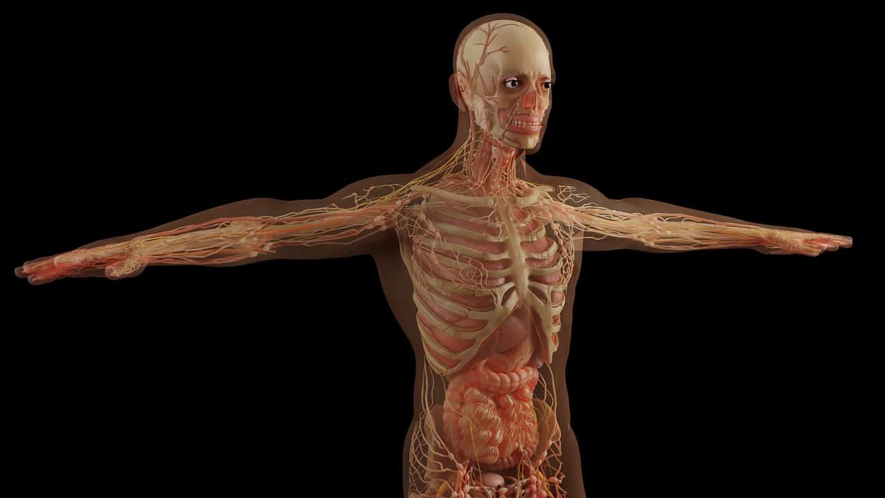 6 órgãos humanos sem os quais você pode viver