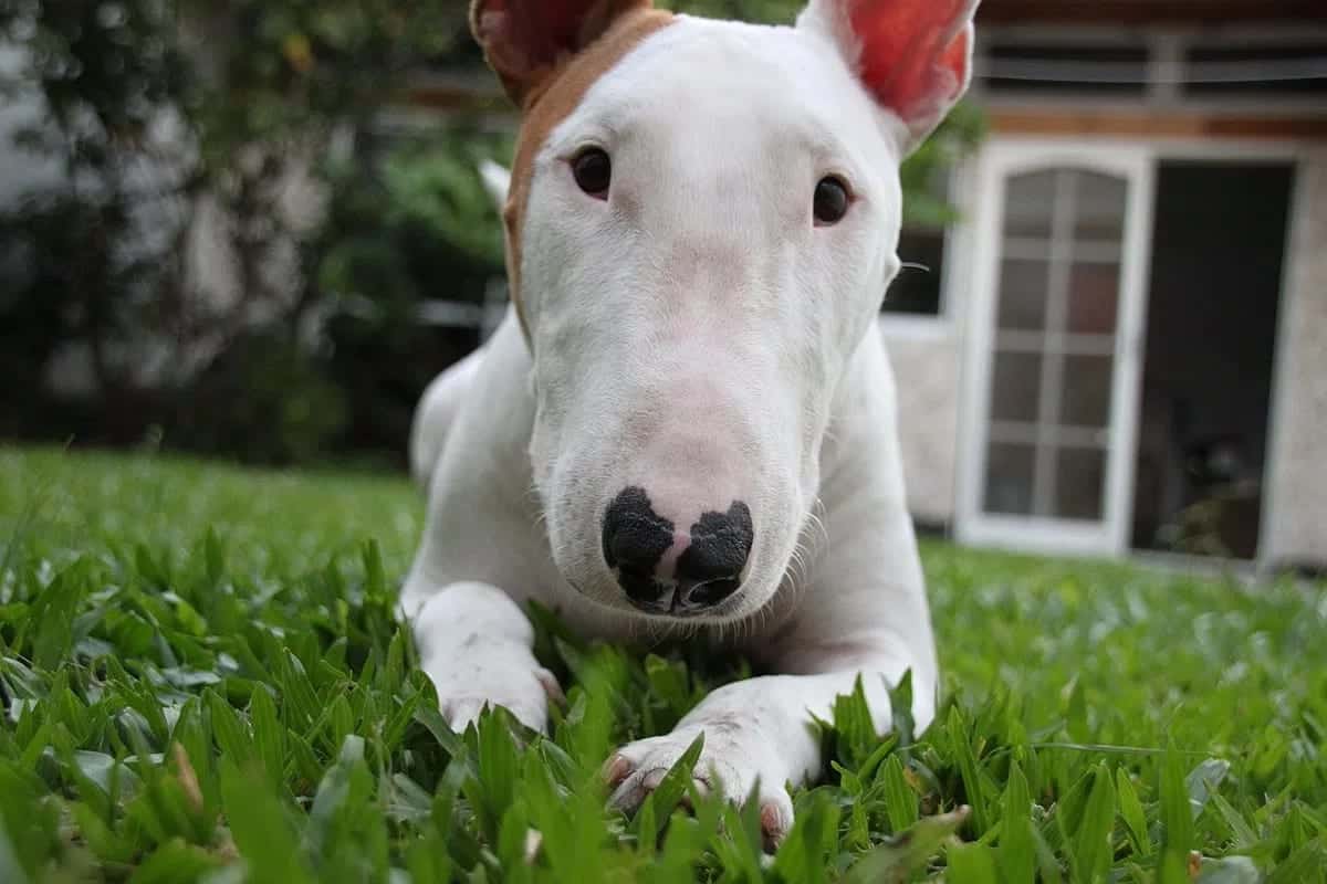 Oito raças de cão que possuem mutações genéticas que as tornam únicas