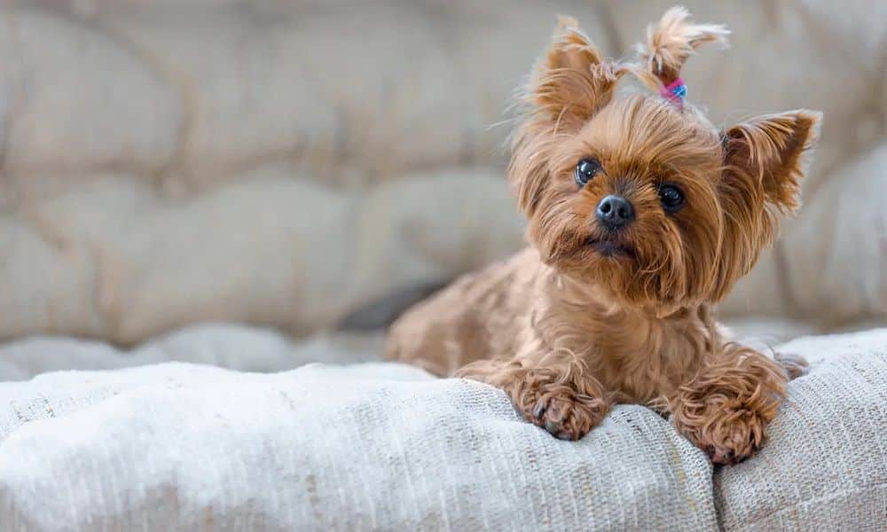 Cães para apartamento melhores raças de cachorros pequenos