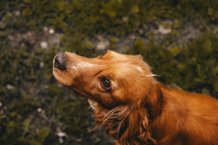 10 raças de cachorro que vivem mais tempo