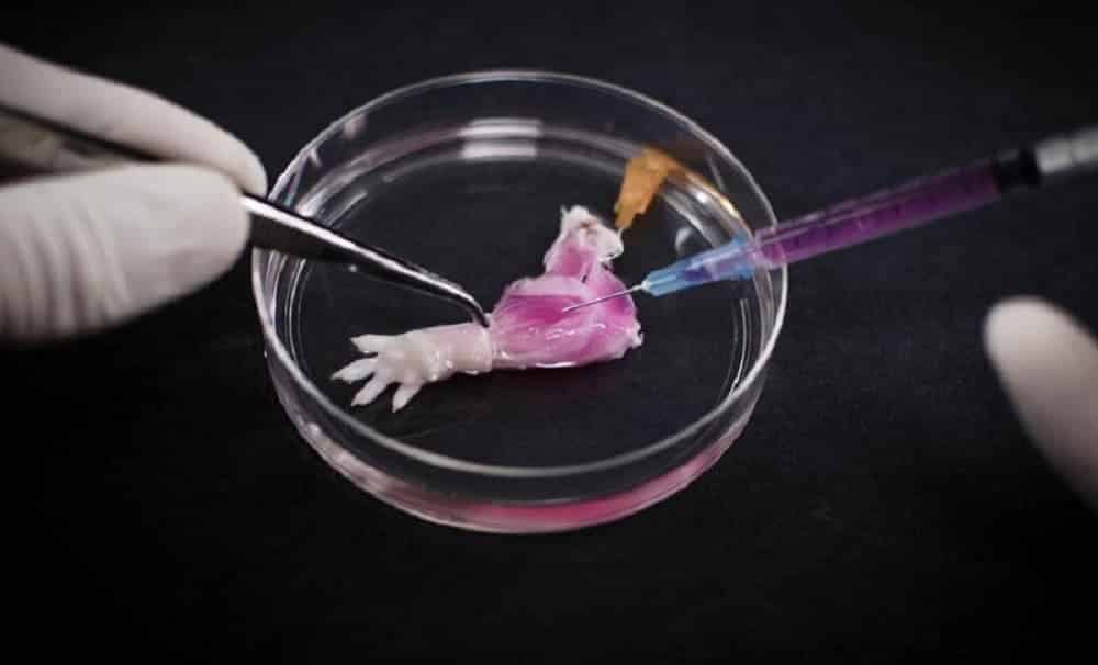 Cientistas desenvolvem braço de macaco no laboratório