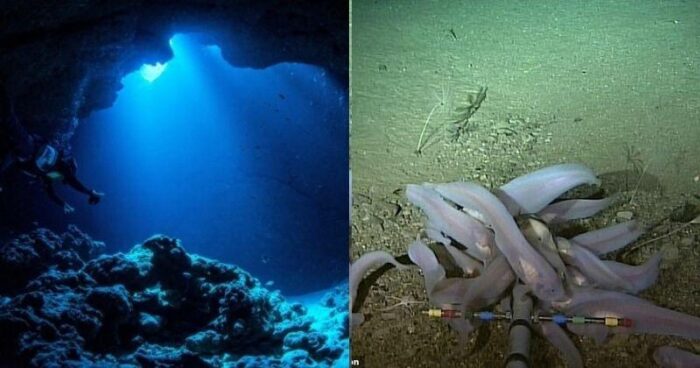 Fossa das Marianas: onde fica, profundidade e vida marinha