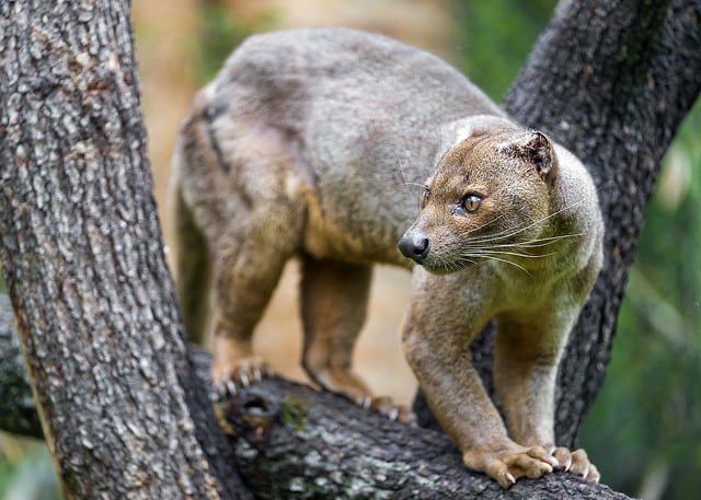 23 animais estranhos que provavelmente você não conhece