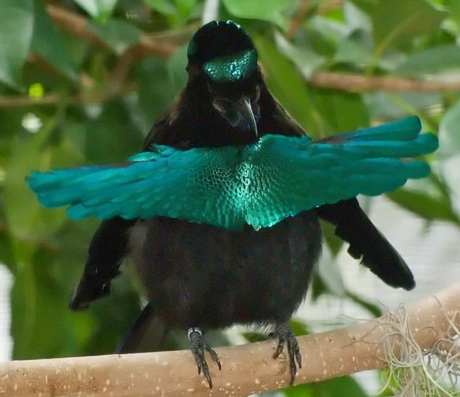 Descubra quais são os animais mais feios, esquisitos e inusitados