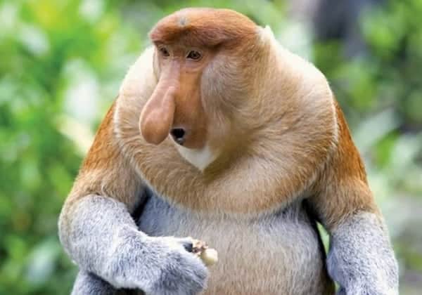 Animais estranhos: macaco-narigudo