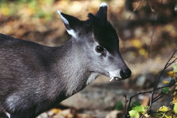 Animais estranhos: cervo-de-topete