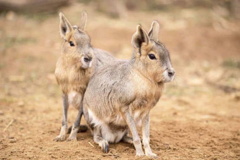 Pra fazer Efeito: Animais esquisitos no Brasil