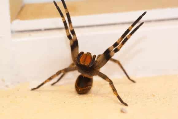 15 aranhas mais venenosas e perigosas do mundo