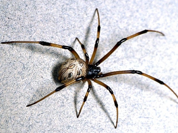 15 aranhas mais venenosas e perigosas do mundo