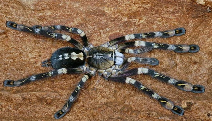 As 7 aranhas mais venenosas e perigosas do mundo