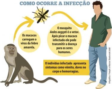 Febre amarela: conheça os sintomas da doença e o que ela causa no corpo ...