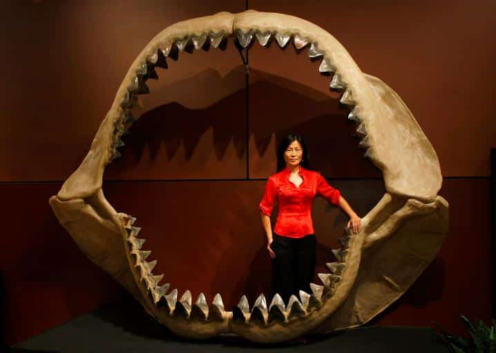 Megalodon: origem, história e curiosidades sobre o tubarão