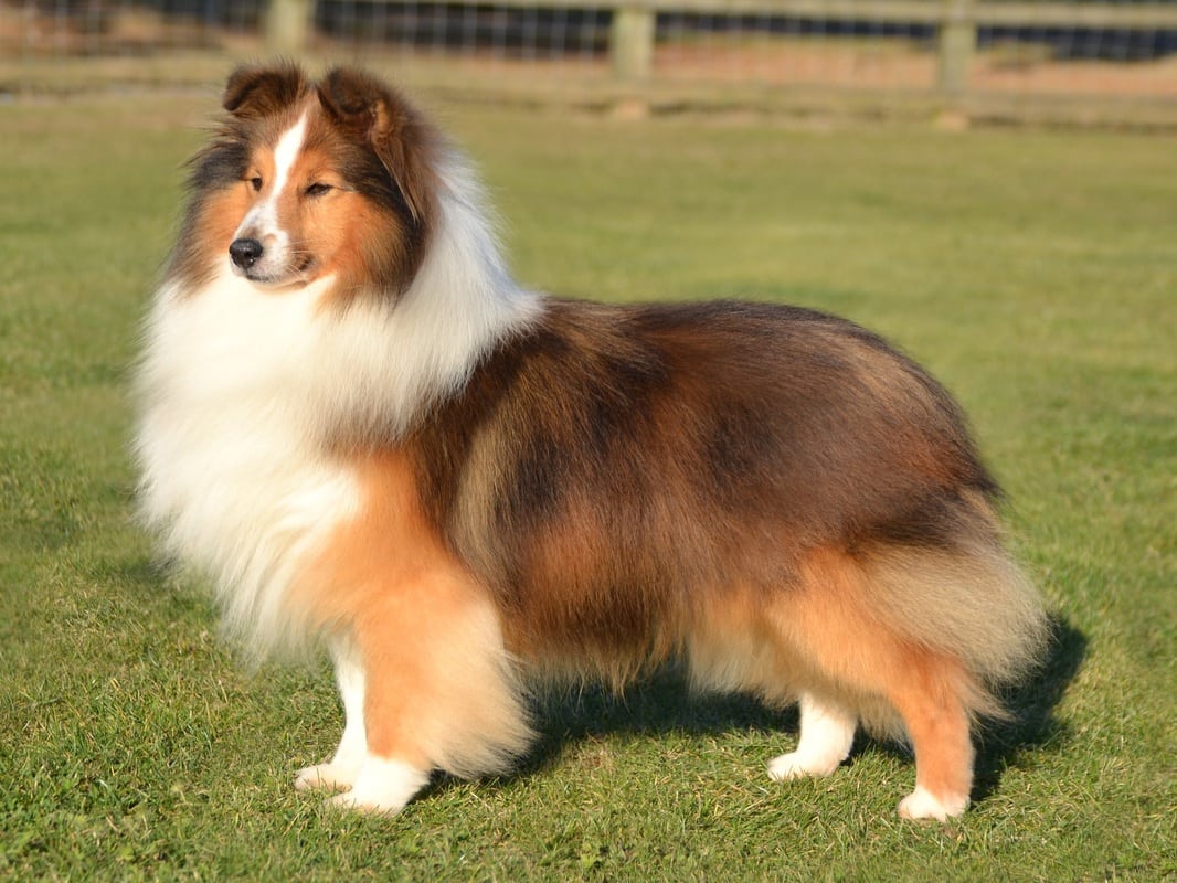 Border Collie, o cachorro mais inteligente do mundo