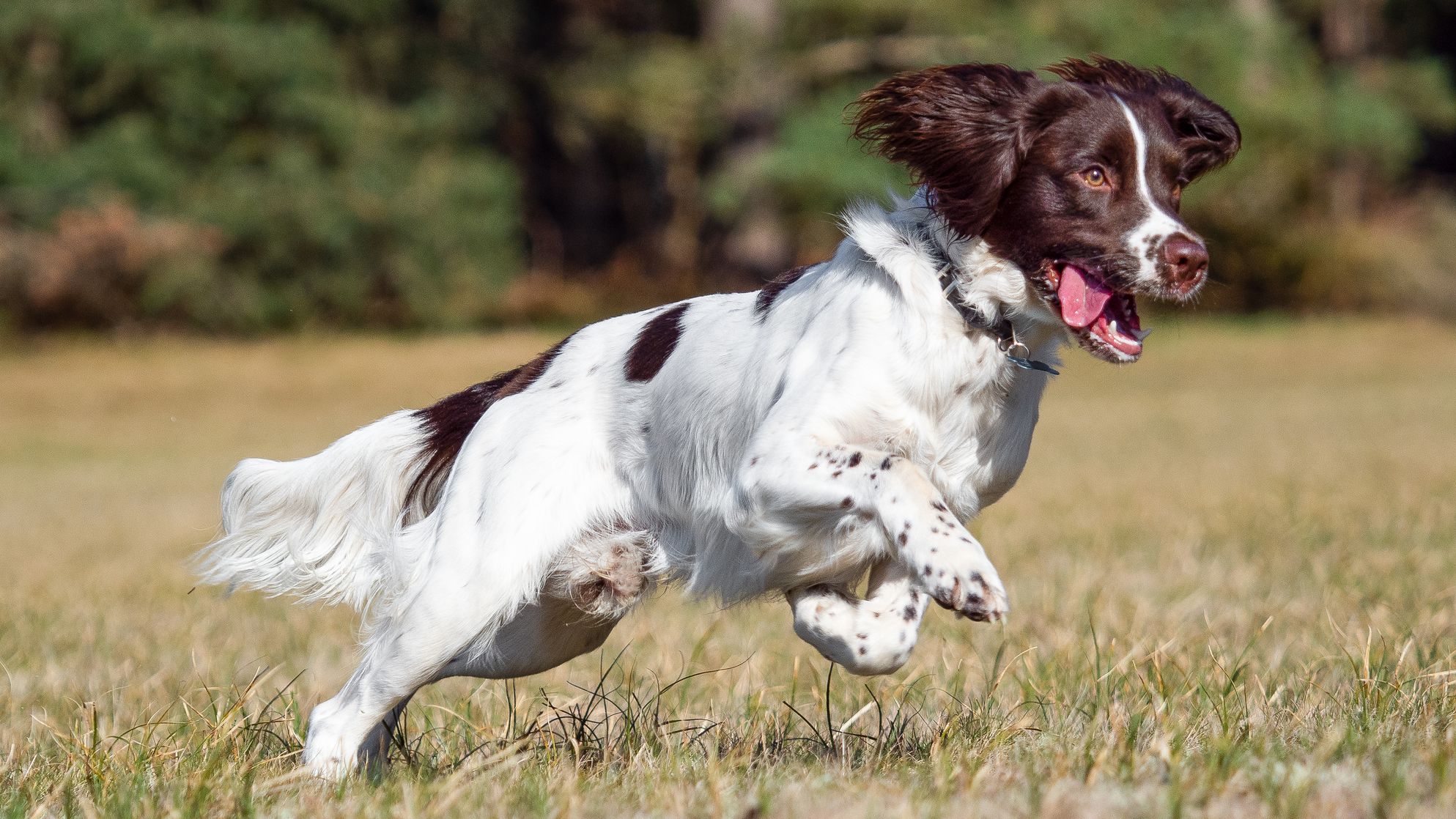 10 raças de cachorros mais inteligentes que você poderia adotar