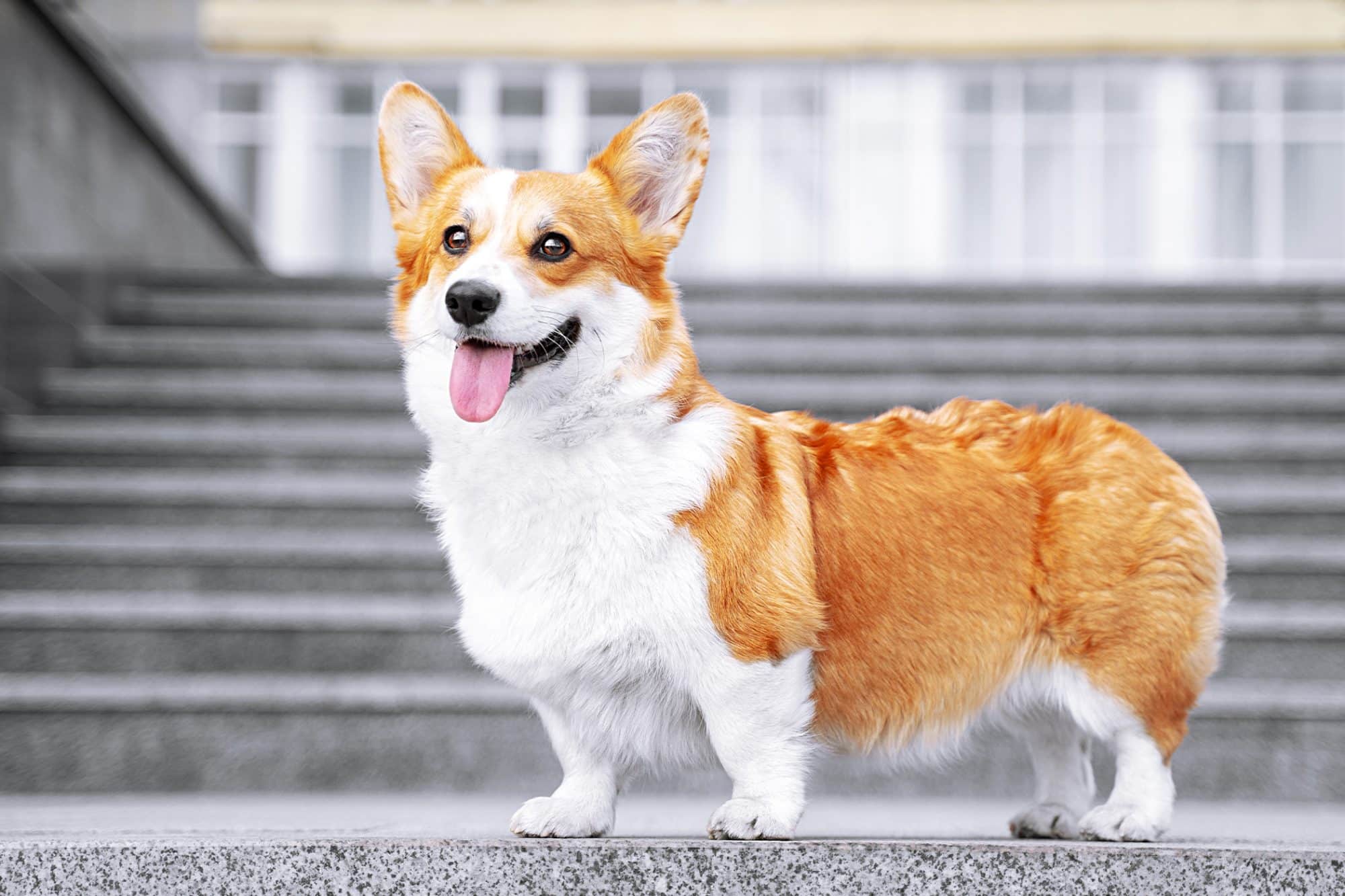 10 raças de cachorros mais inteligentes que você poderia adotar