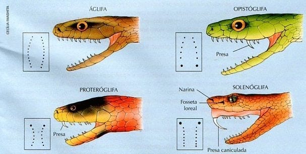 Picada de cobra: o que fazer diante de um acidente com a espécie?