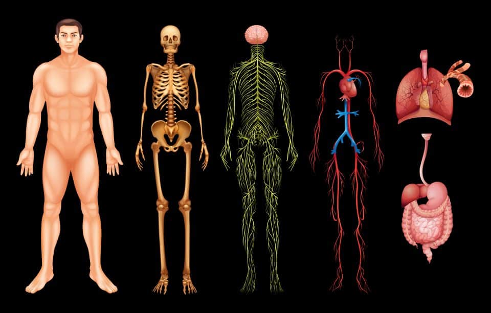 Curiosidades sobre o corpo humano