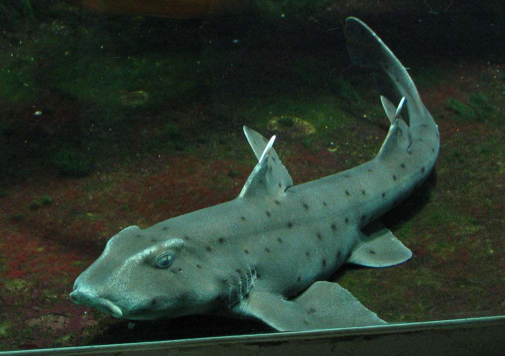 10 bizarras espécies de tubarão documentadas pela ciência