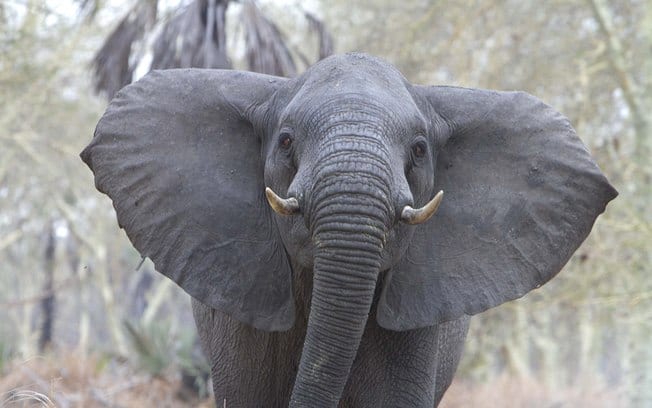 10 curiosidades sobre os elefantes que você provavelmente não sabia