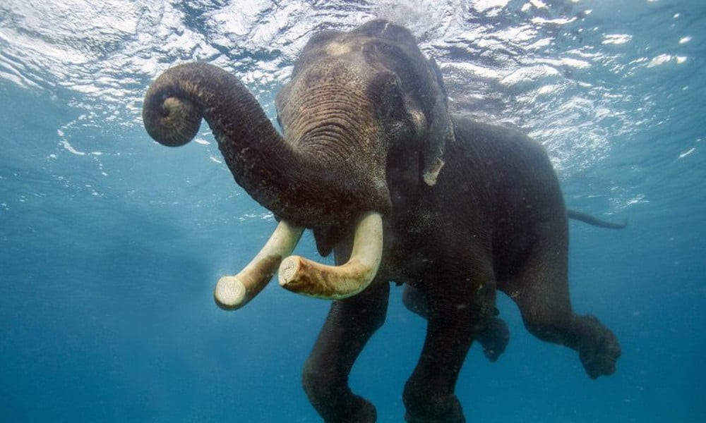 10 curiosidades sobre os elefantes que você provavelmente não sabia