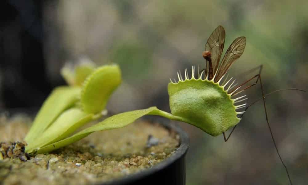 10 plantas que vão te ajudar a repelir os insetos da sua casa