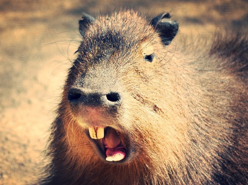 15 fotos que provam que a capivara é o animal mais simpático da