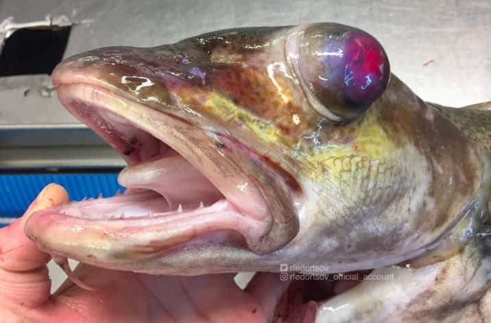 Pescador de águas profundas mostra animais assustadores que ele encontra por lá