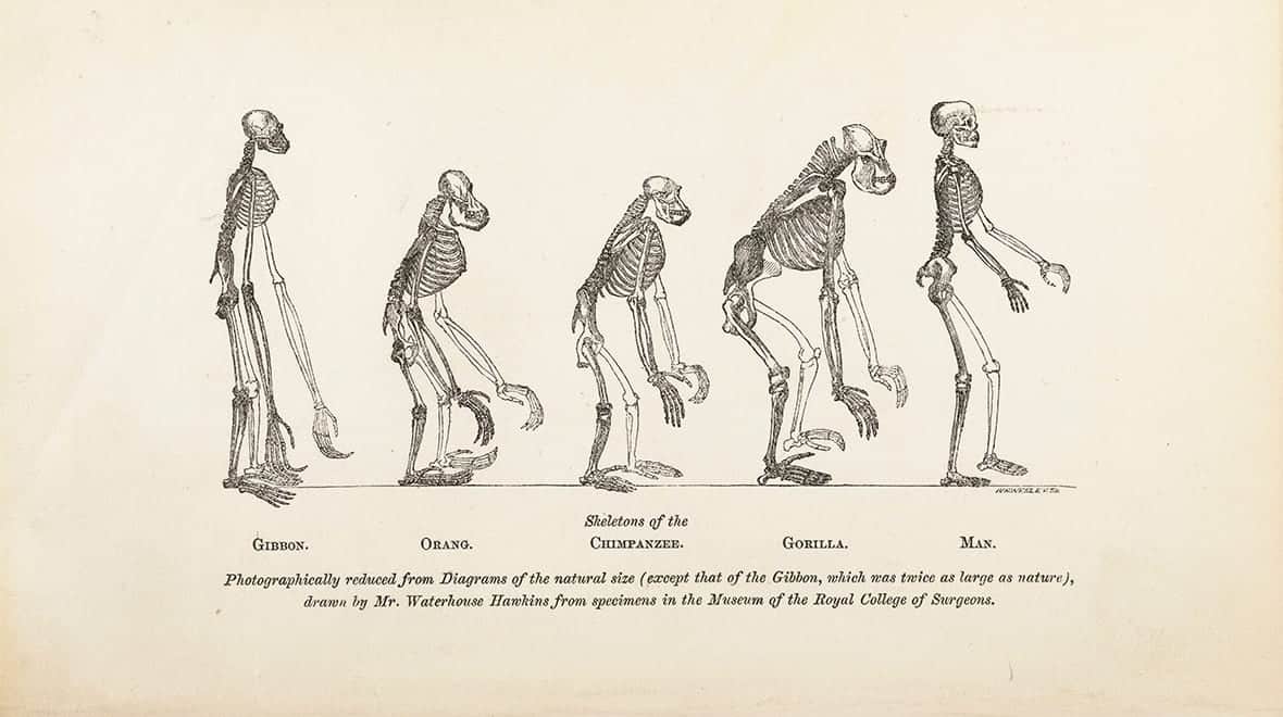 Se os seres humanos vieram dos macacos, por que ainda existem macacos?