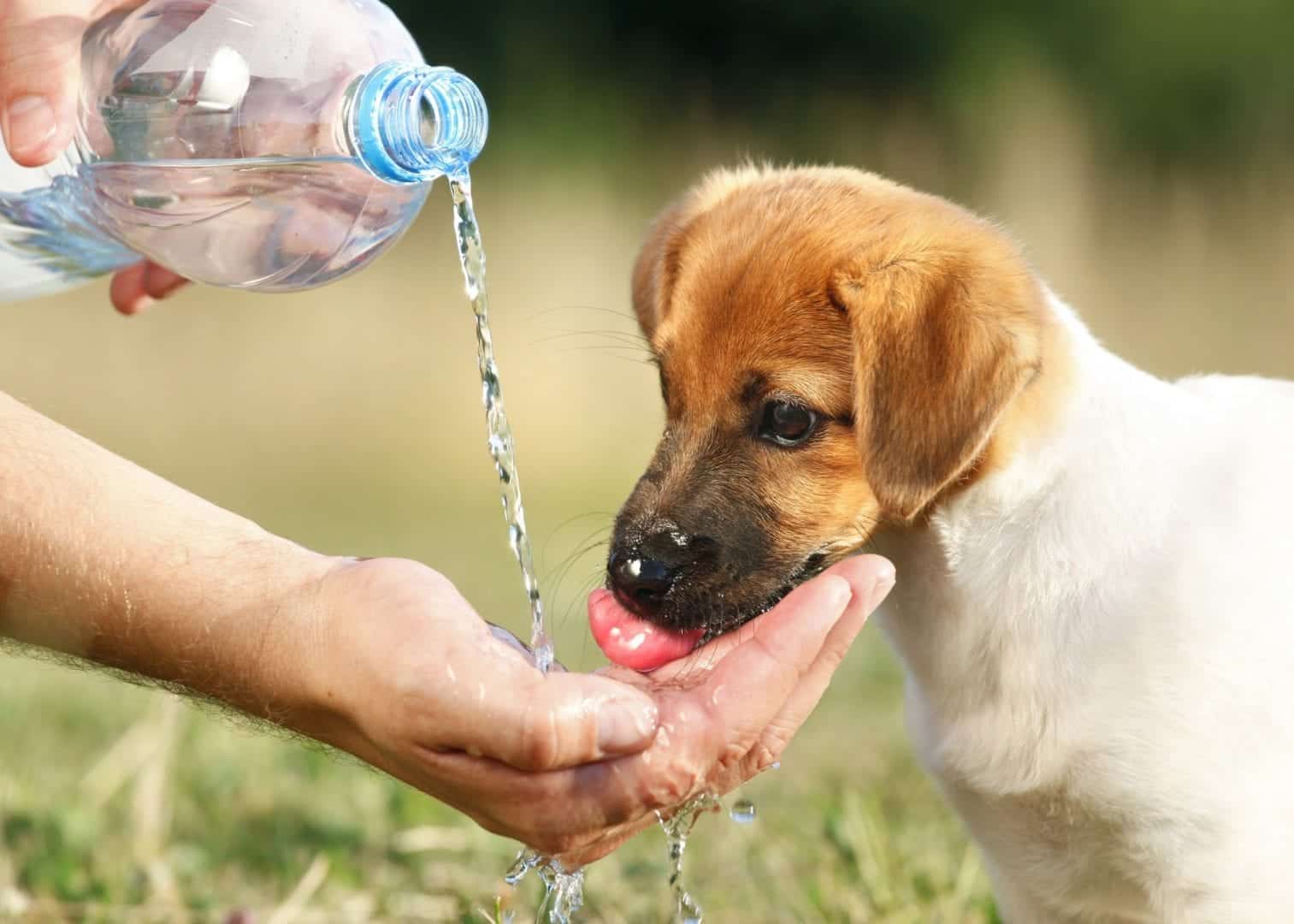 7 dicas muito valiosas para cuidar dos pets no verão