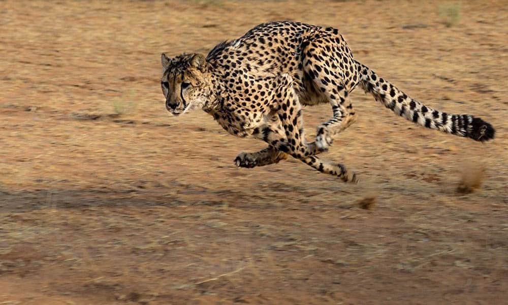 Animais mais rápidos do mundo no ar, na terra e na água