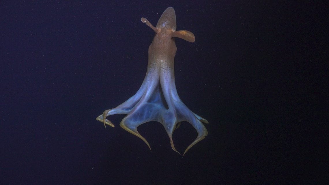10 novas espécies marinhas foram descobertas na Costa Rica