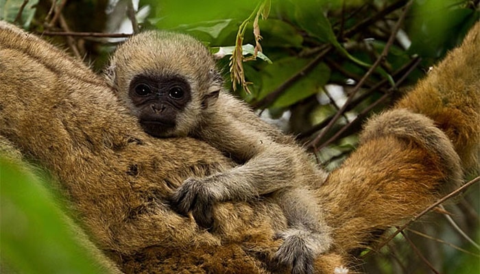 11 animais em extinção no Brasil que podem sumir nos próximos anos