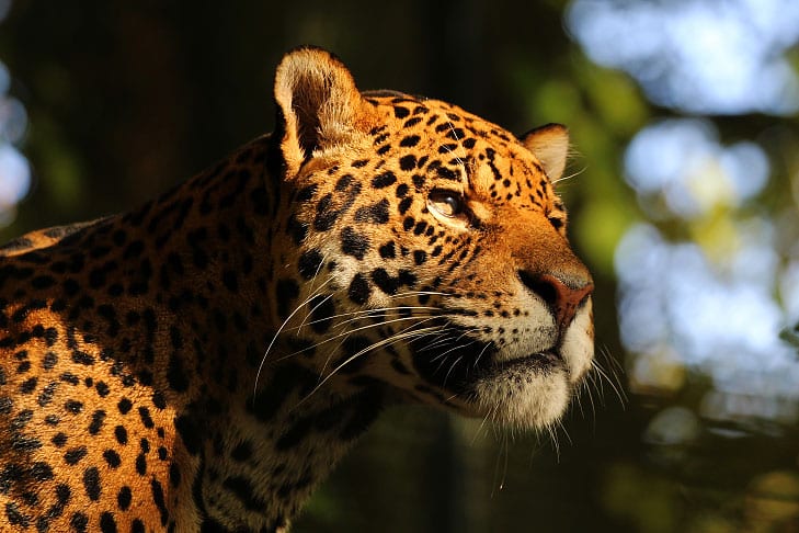 11 animais em extinção no Brasil que podem sumir nos próximos anos