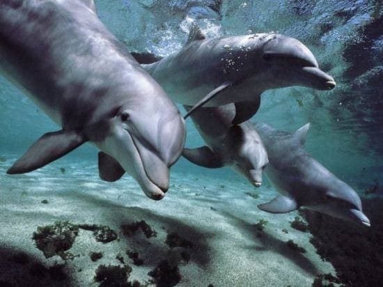 20 curiosidades sobre animais que você não sabia