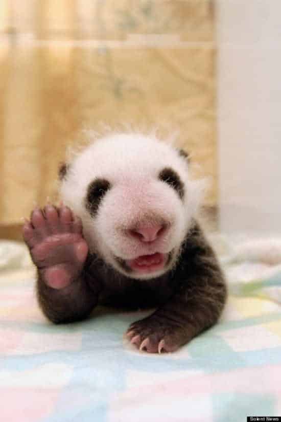 20 curiosidades sobre animais que você não sabia