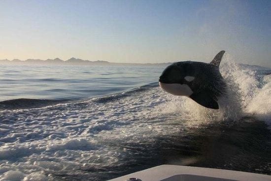 20 curiosidades sobre animais que você não sabia