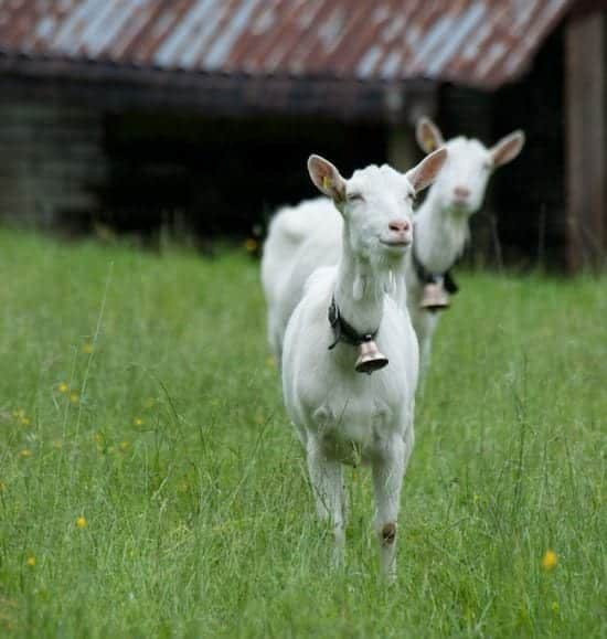 20 curiosidades sobre animais que você não sabia