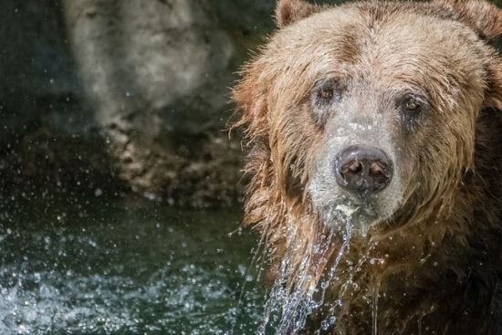 20 curiosidades sobre animais que você não sabia
