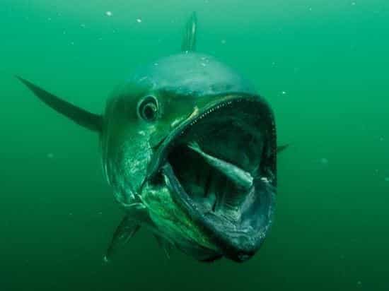 20 curiosidades sobre animais que você não sabia