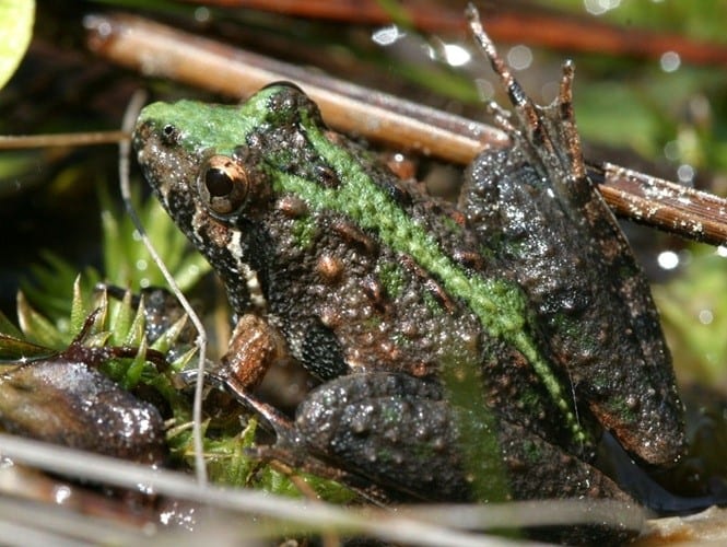 20 curiosidades sobre animais que você não sabia