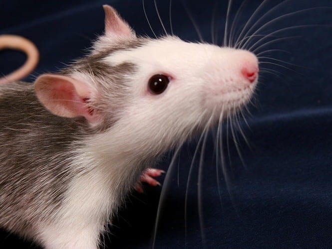 20 curiosidades sobre animais que você não sabia