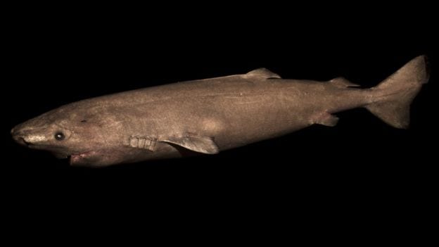 Tubarão de 400 anos é o animal mais velho do mundo