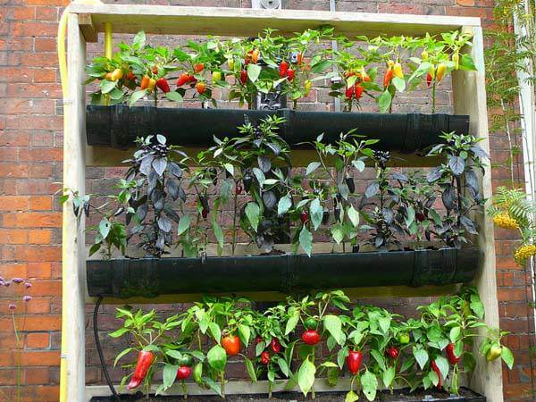 6 plantas ideias para ter em uma horta em casa, e imagens para inspirar!